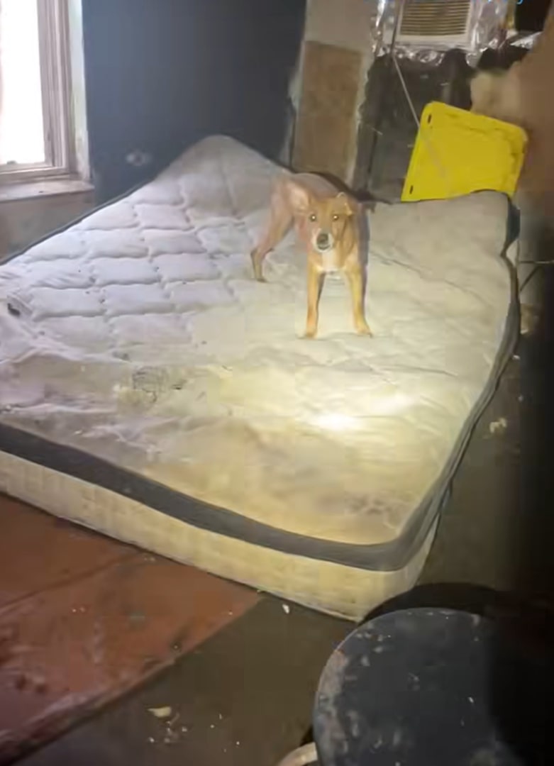 dog on mattress
