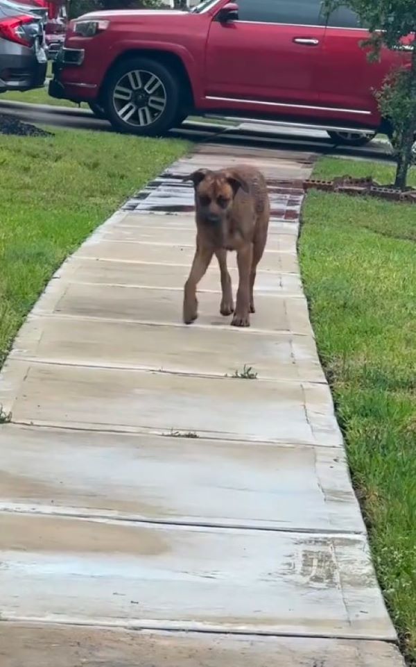dog on walking road
