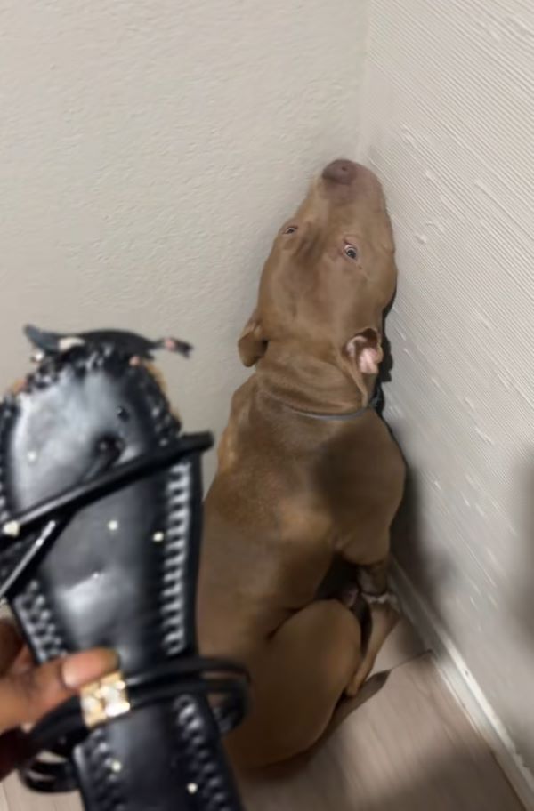 dog sitting in corner