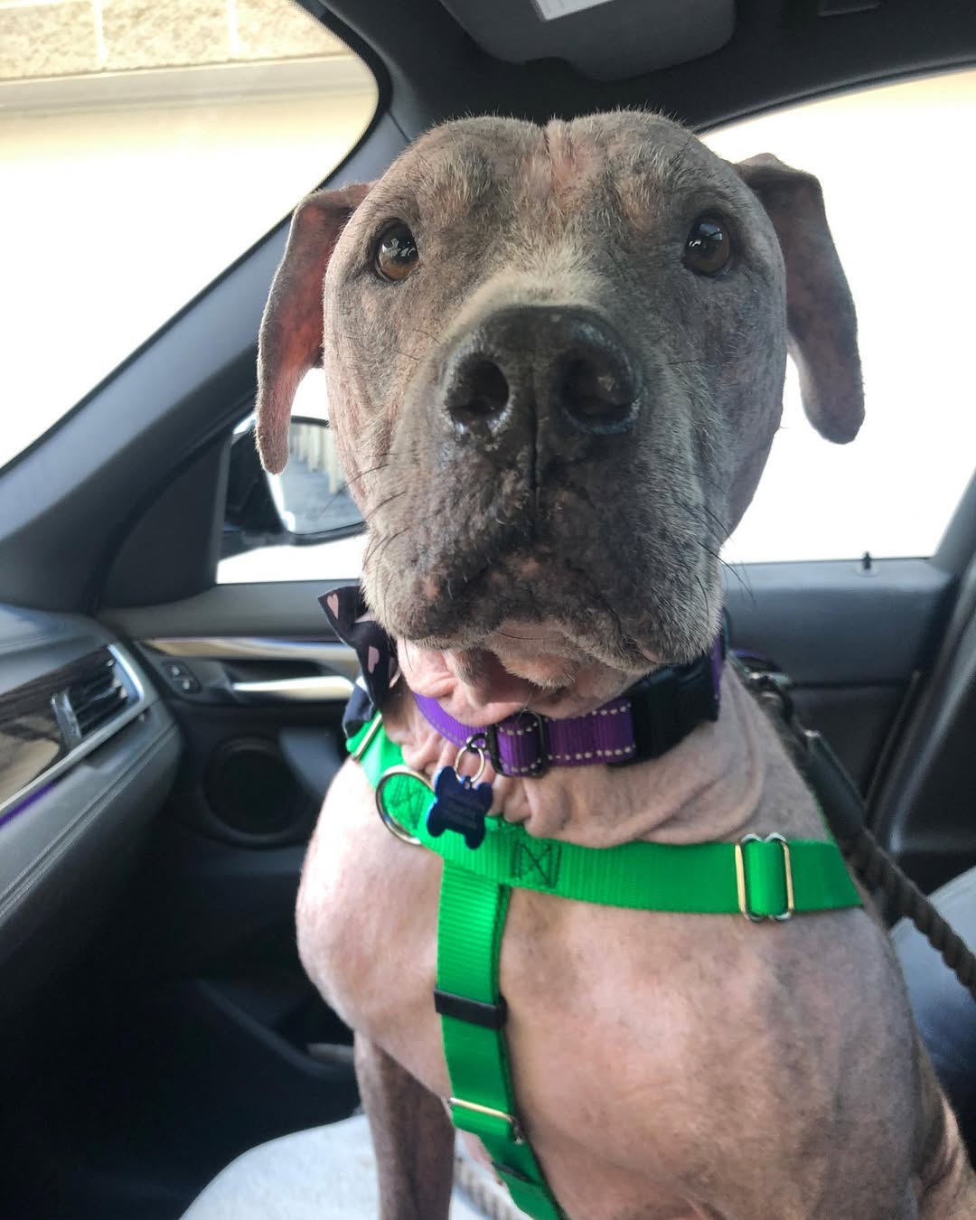 dog sitting on front seat