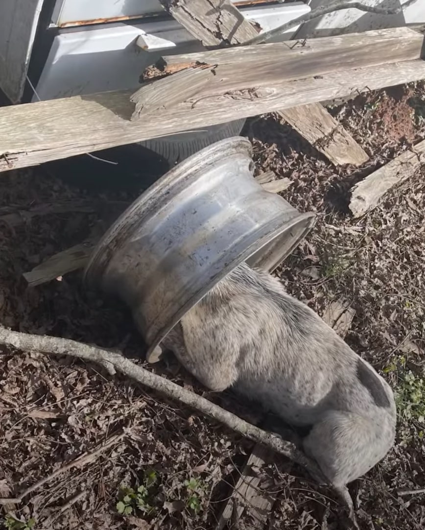 dog stuck in rim