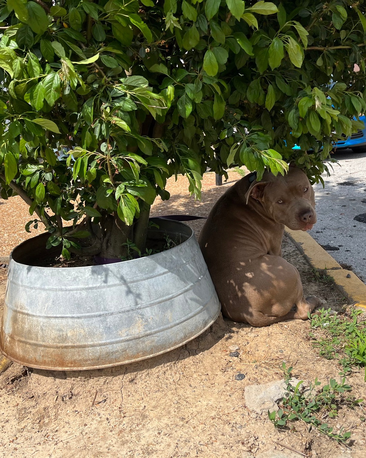 dog tied to a tree