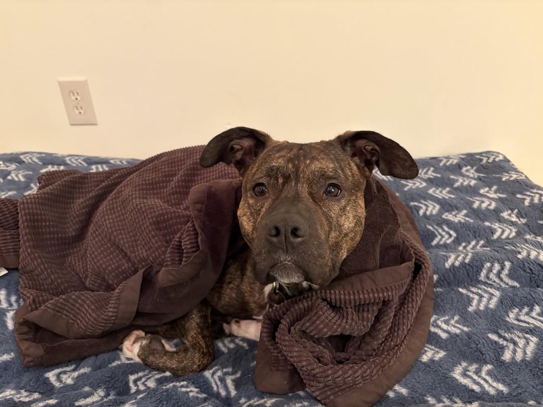 dog under blanket