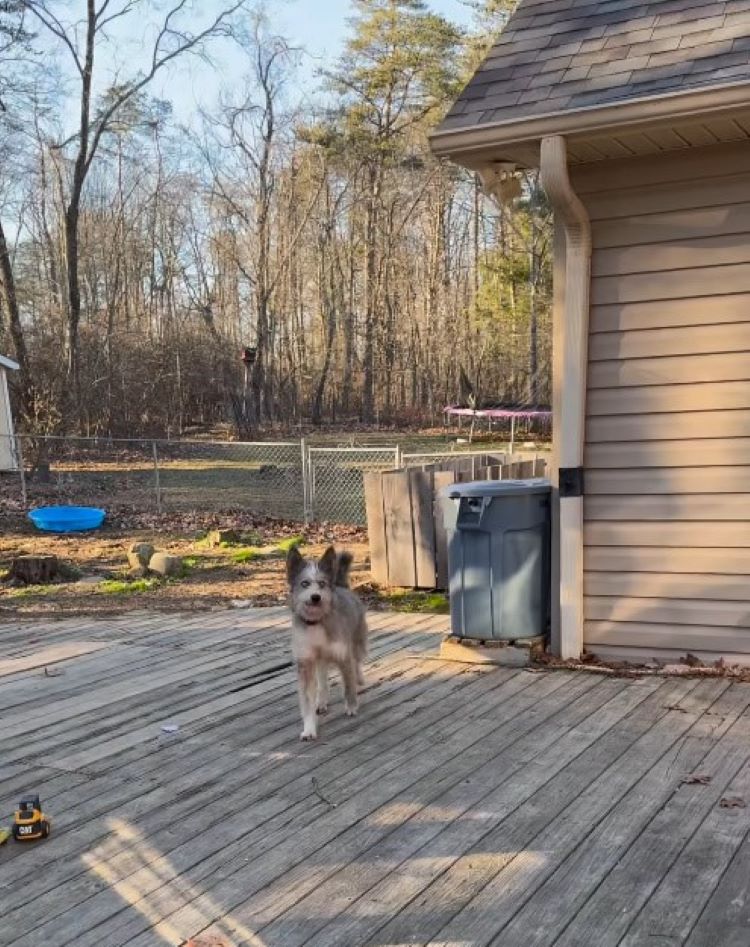 dog walking around house