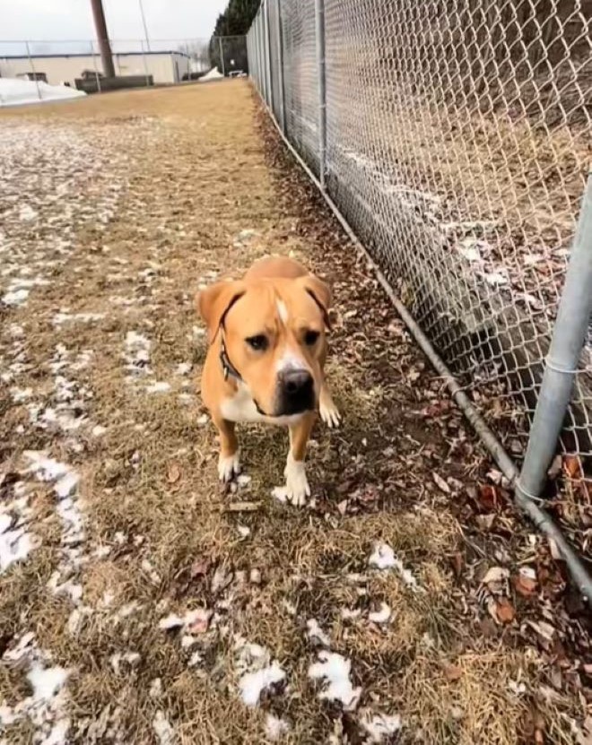 dog walking near fence