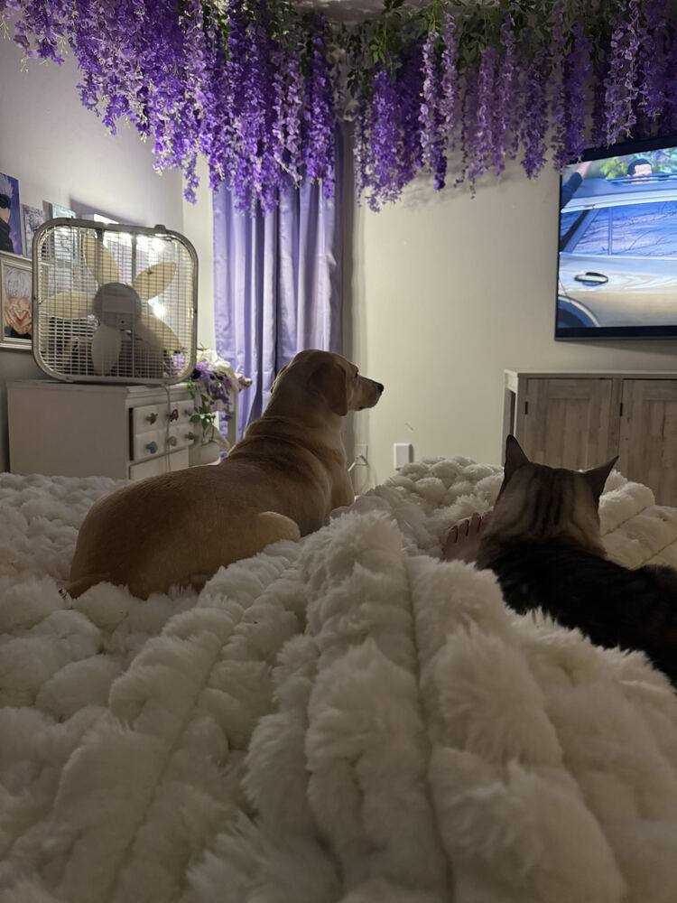 dog watching tv