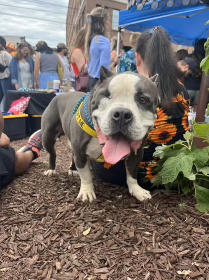 dog winking