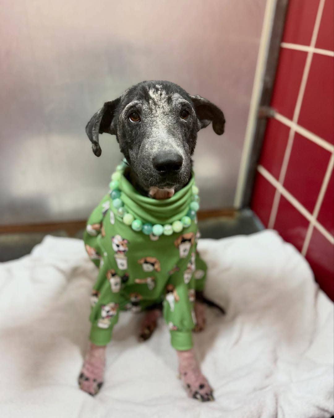 dog with clothes on