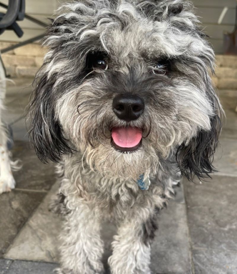 dog with overgrown fur