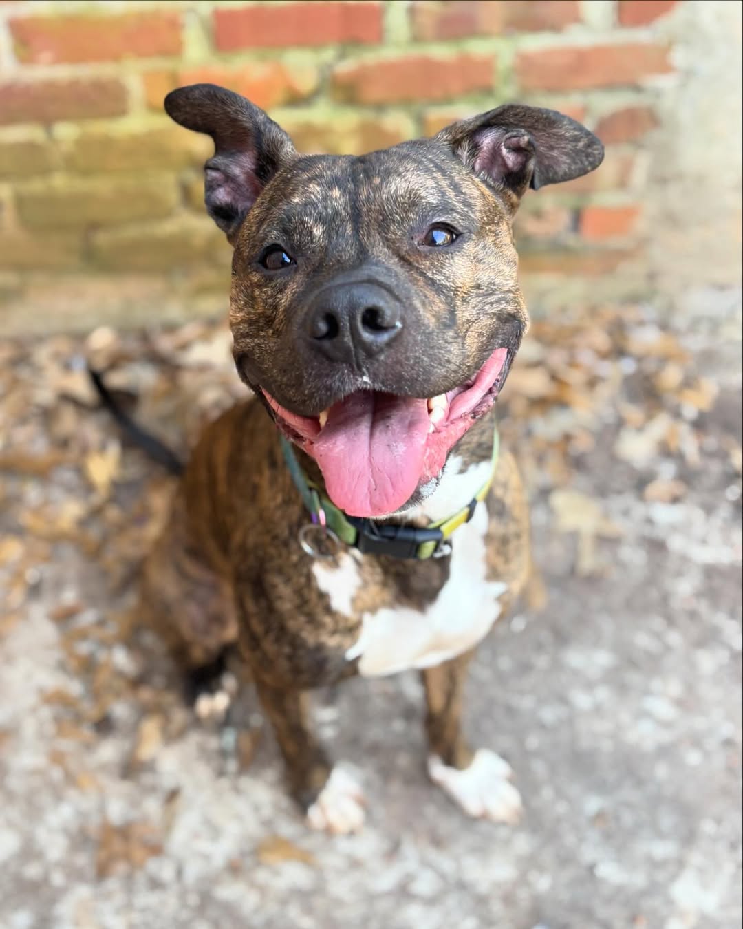 dog with tongue out