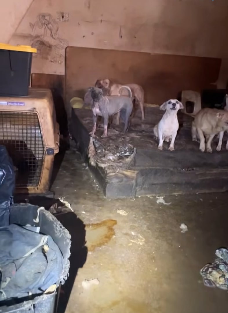 dogs in house