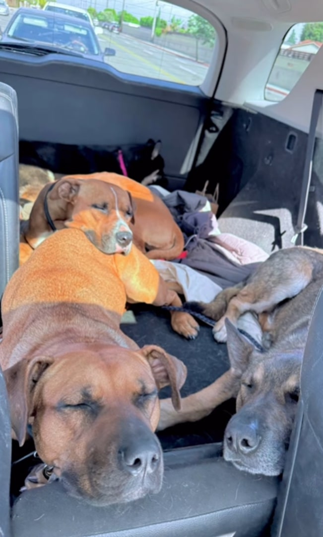 dogs sleeping in trunk