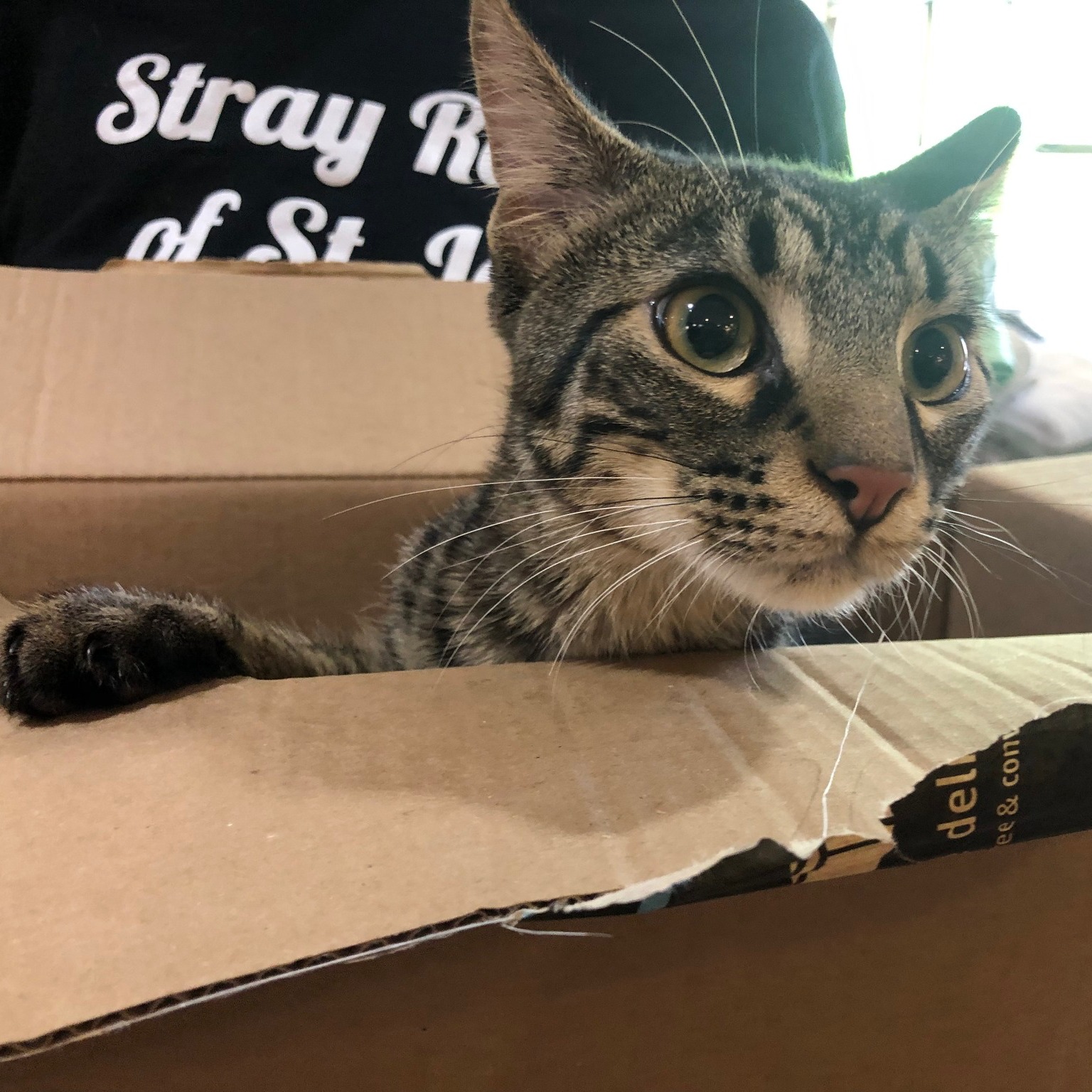 domestic cat in box