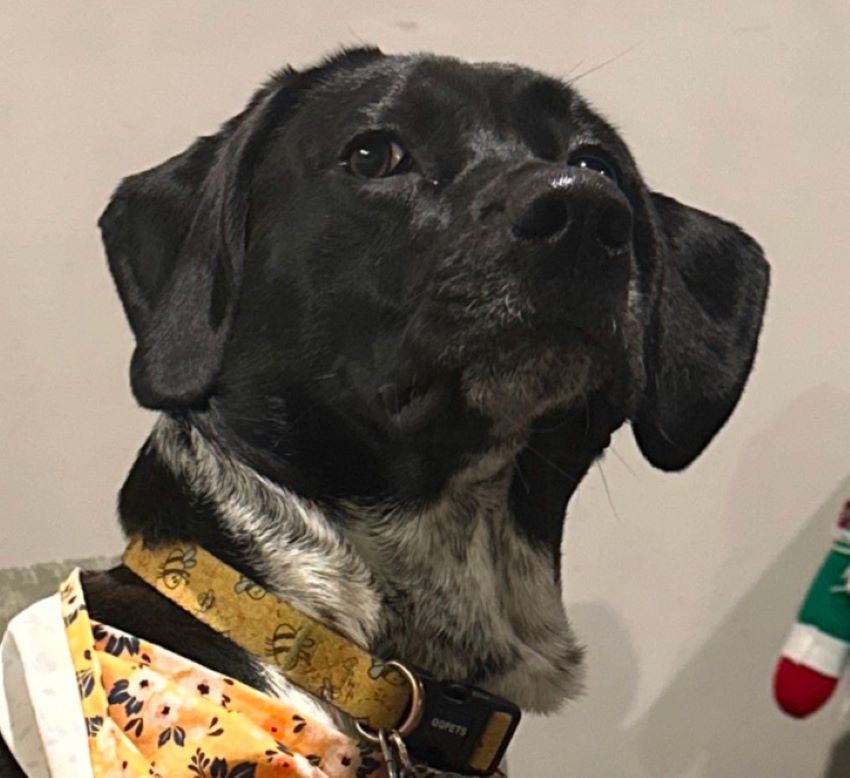 gorgeous black dog