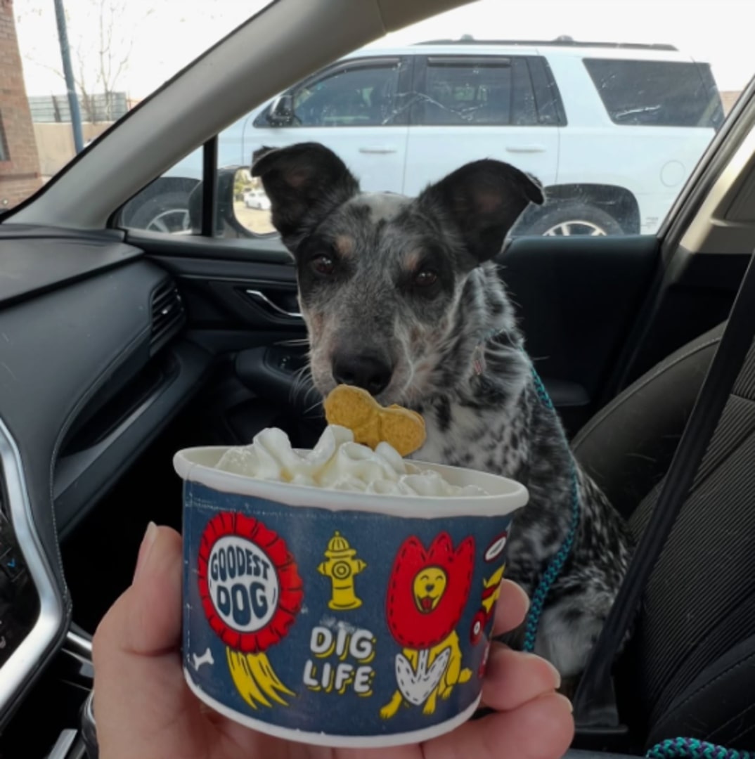 gray dog in car