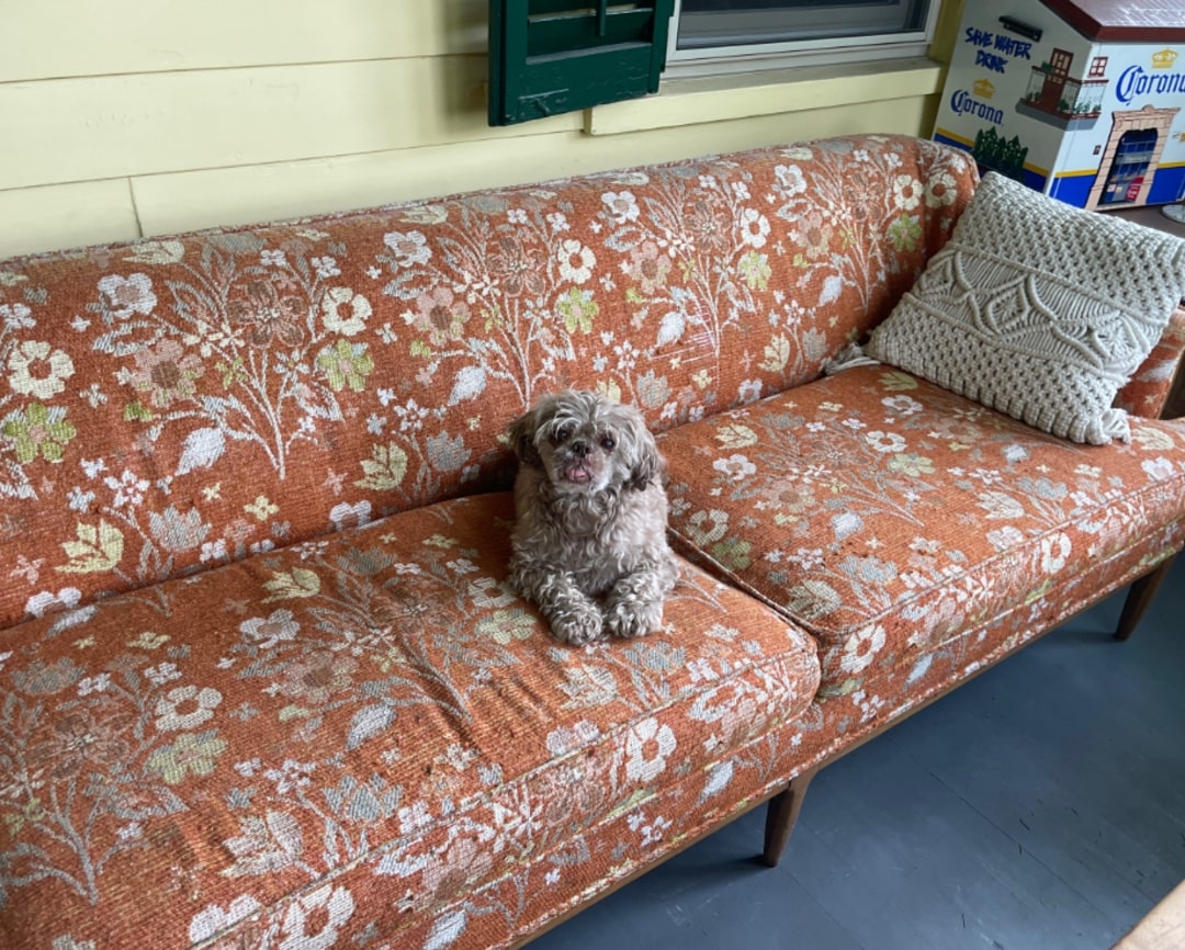 gray dog on bed