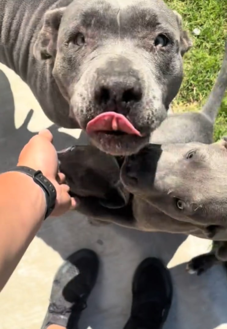 gray mother dog and puppies