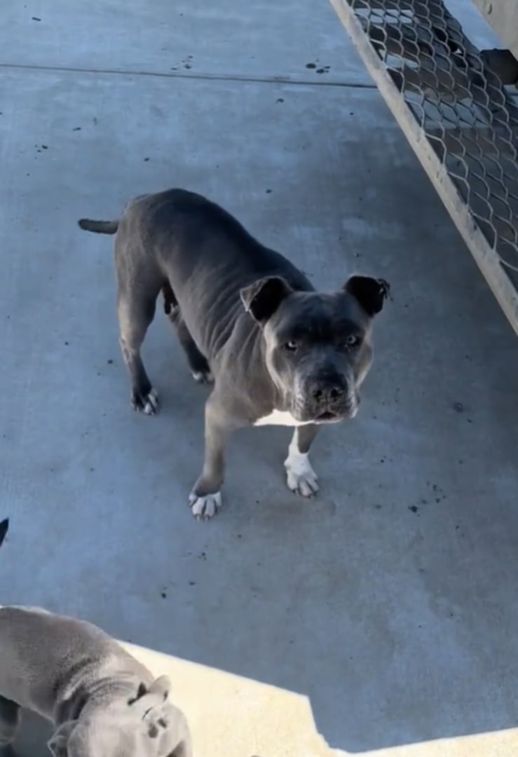 gray mother dog