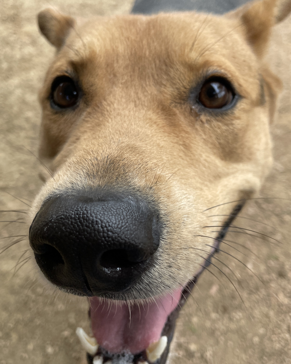 happy brown dog