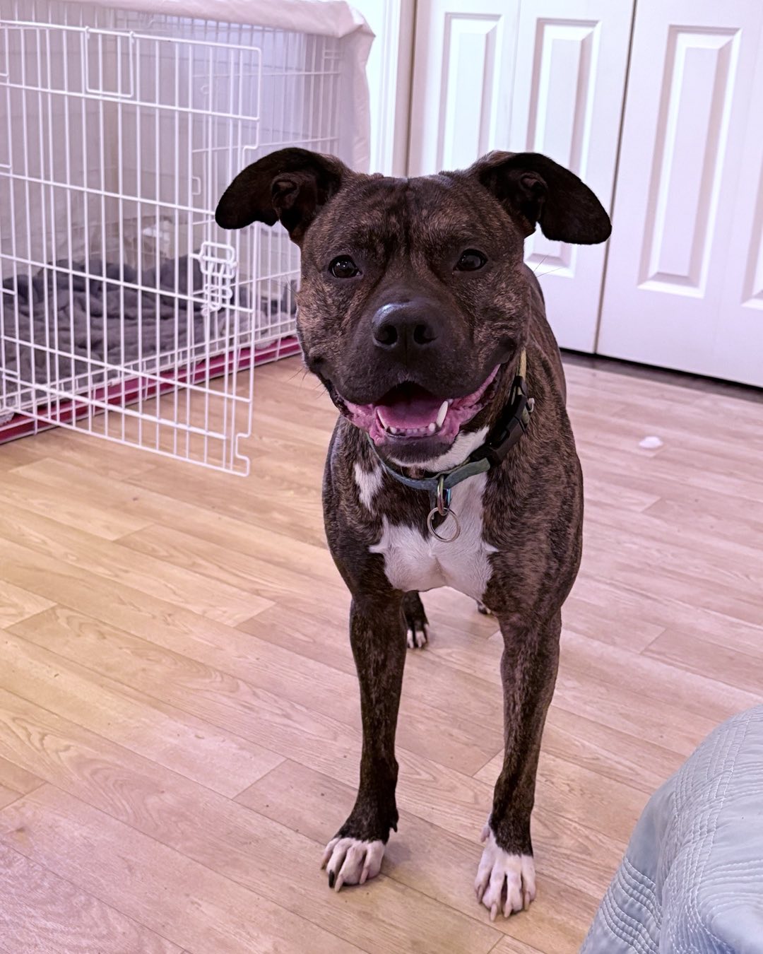 happy brown dog