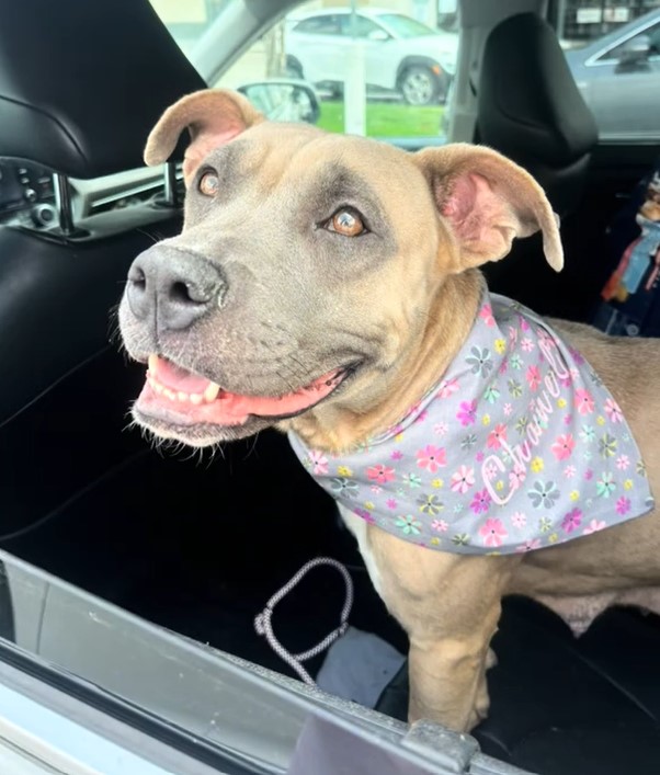 happy dog in car