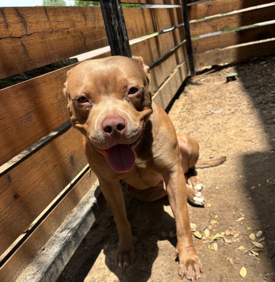 happy dog smiling