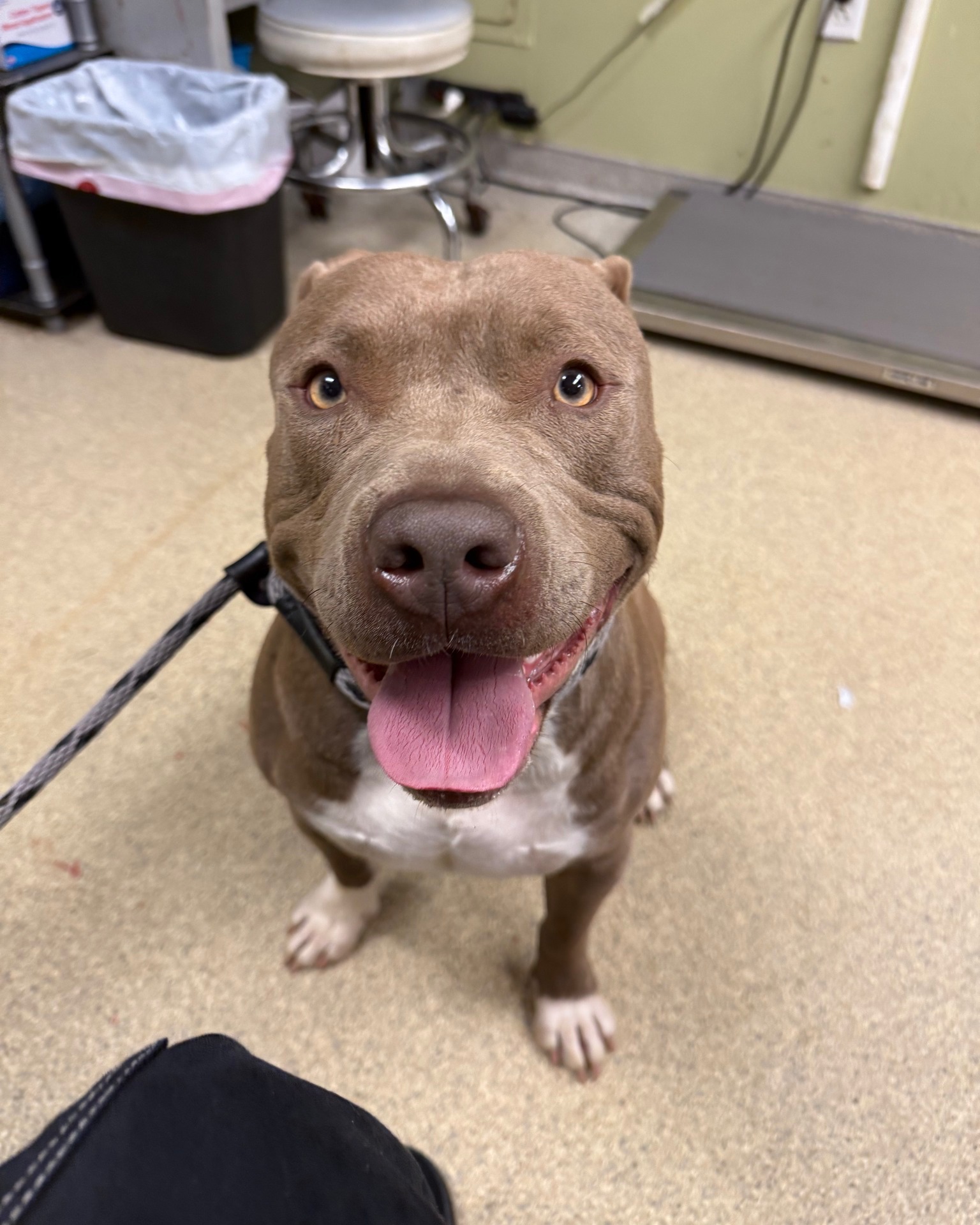 happy dog smiling