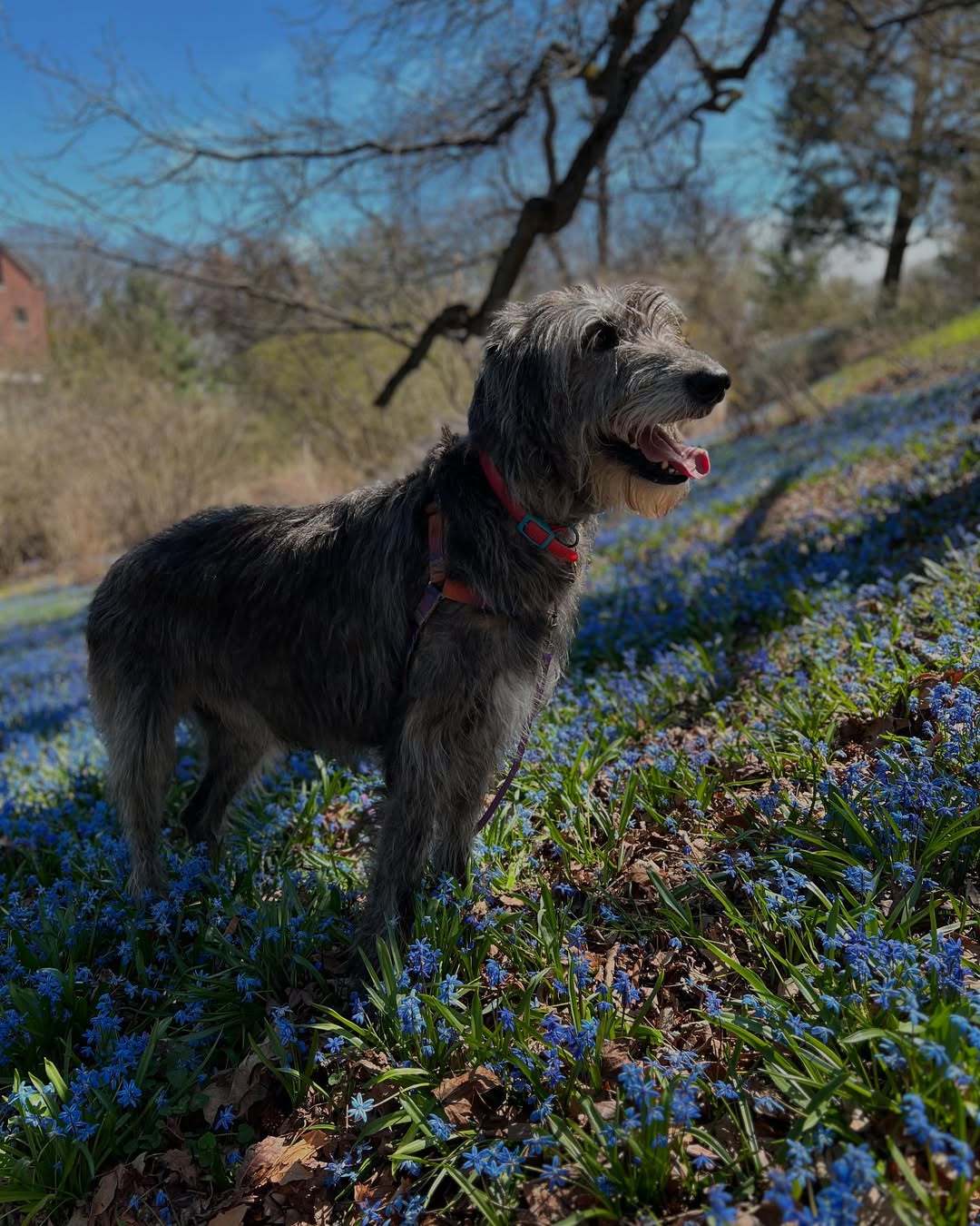 happy senior dog