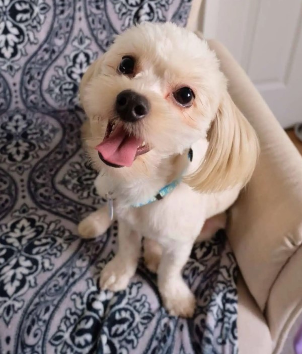 happy white dog