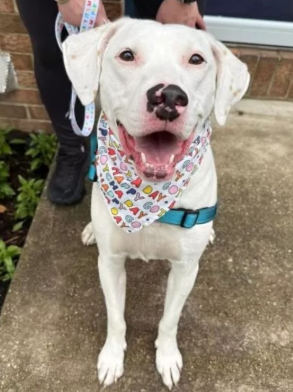 happy white mother dog