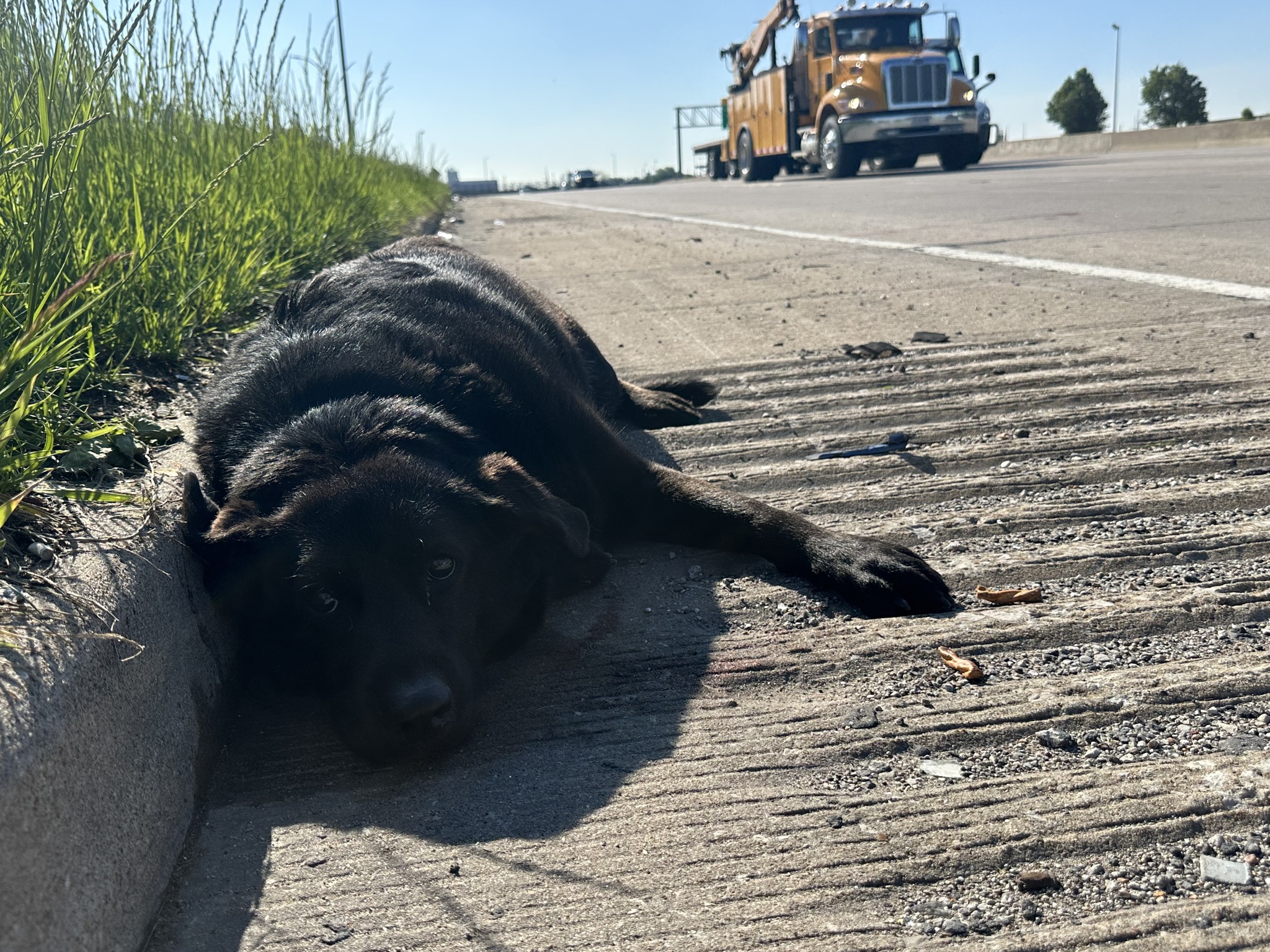 injured black dog on road