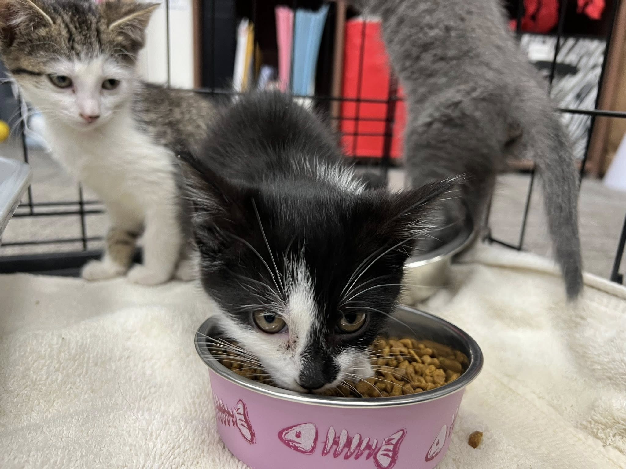 kitten eating a food