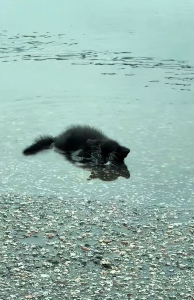 kitten in pond