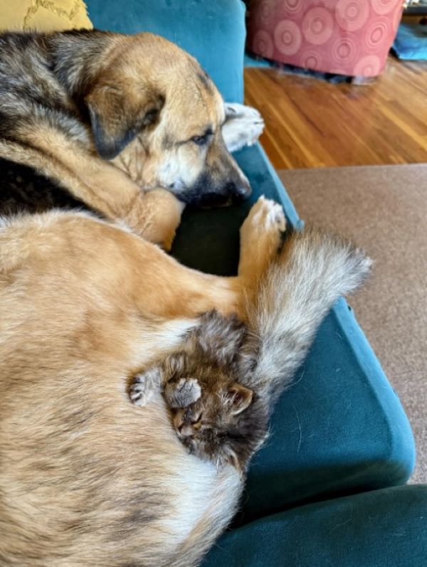 kitten sleeping on dog