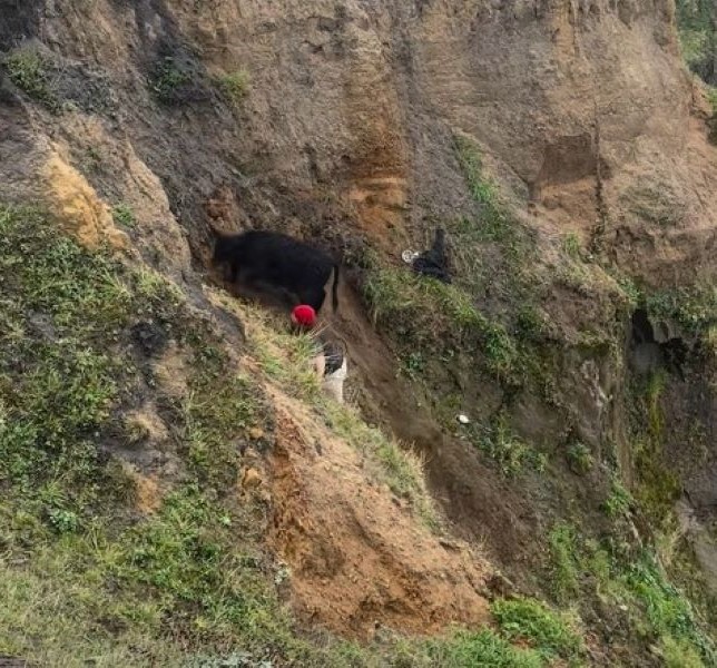 man and black cow