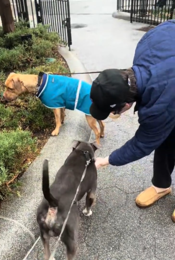 man and two dogs