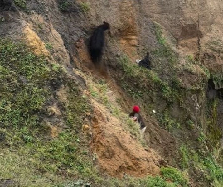man helping a cow