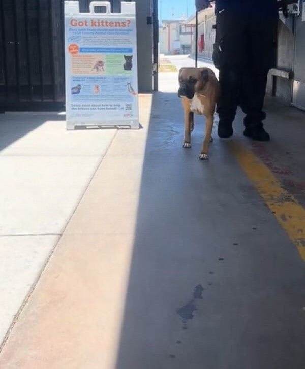 man walking a sweet dog