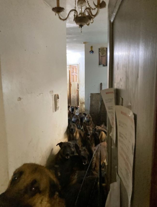 many dogs in house