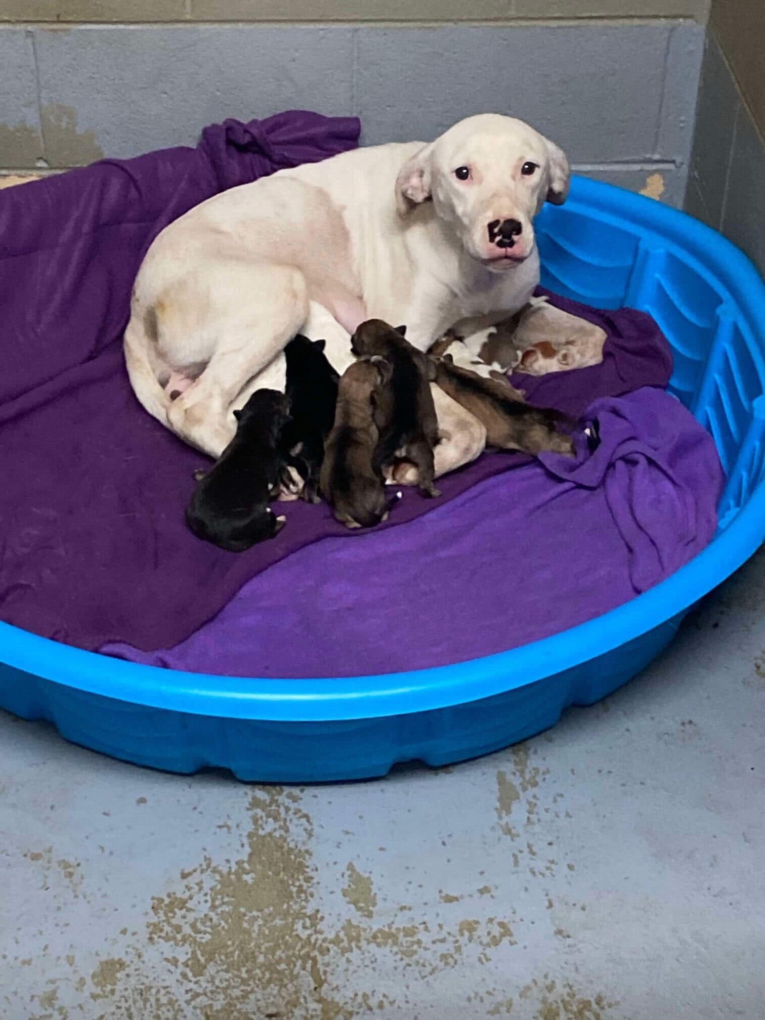 mother dog feeding a puppies