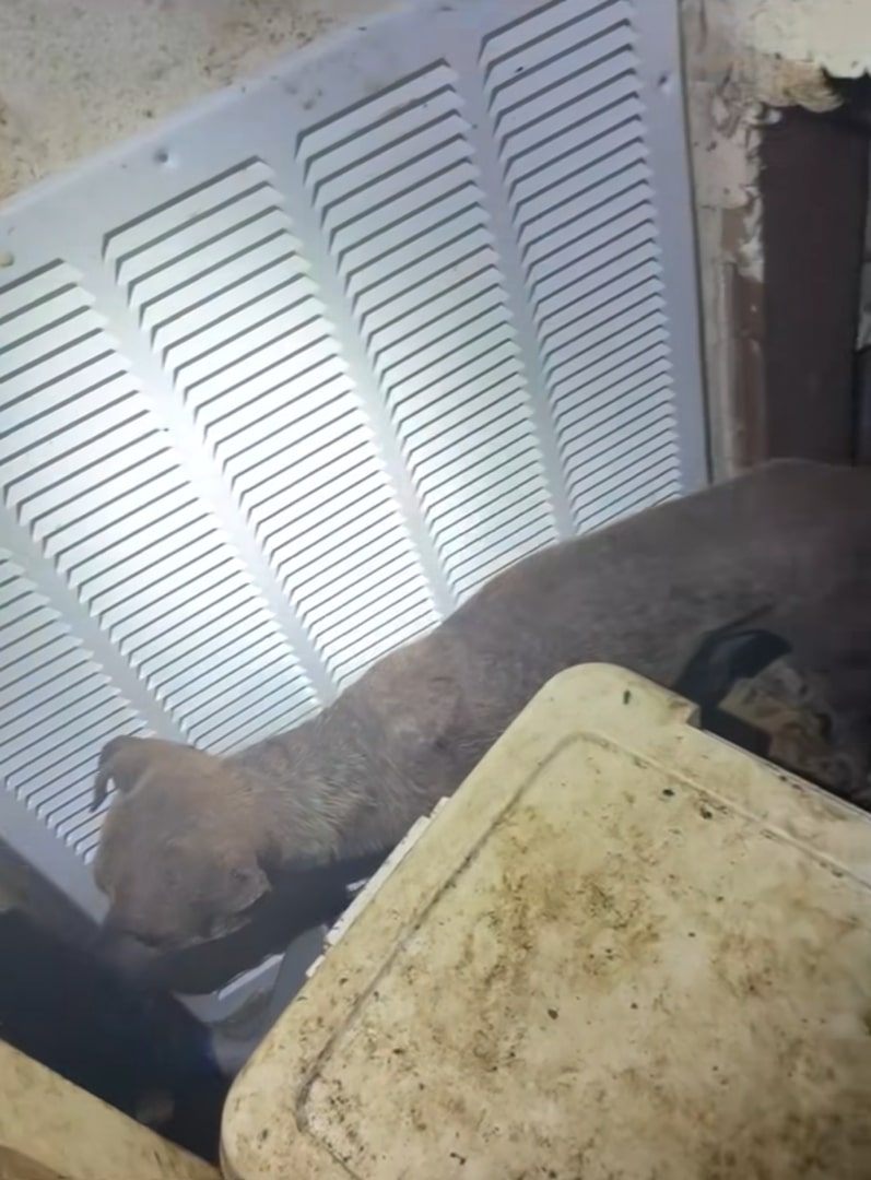 neglected dog in house