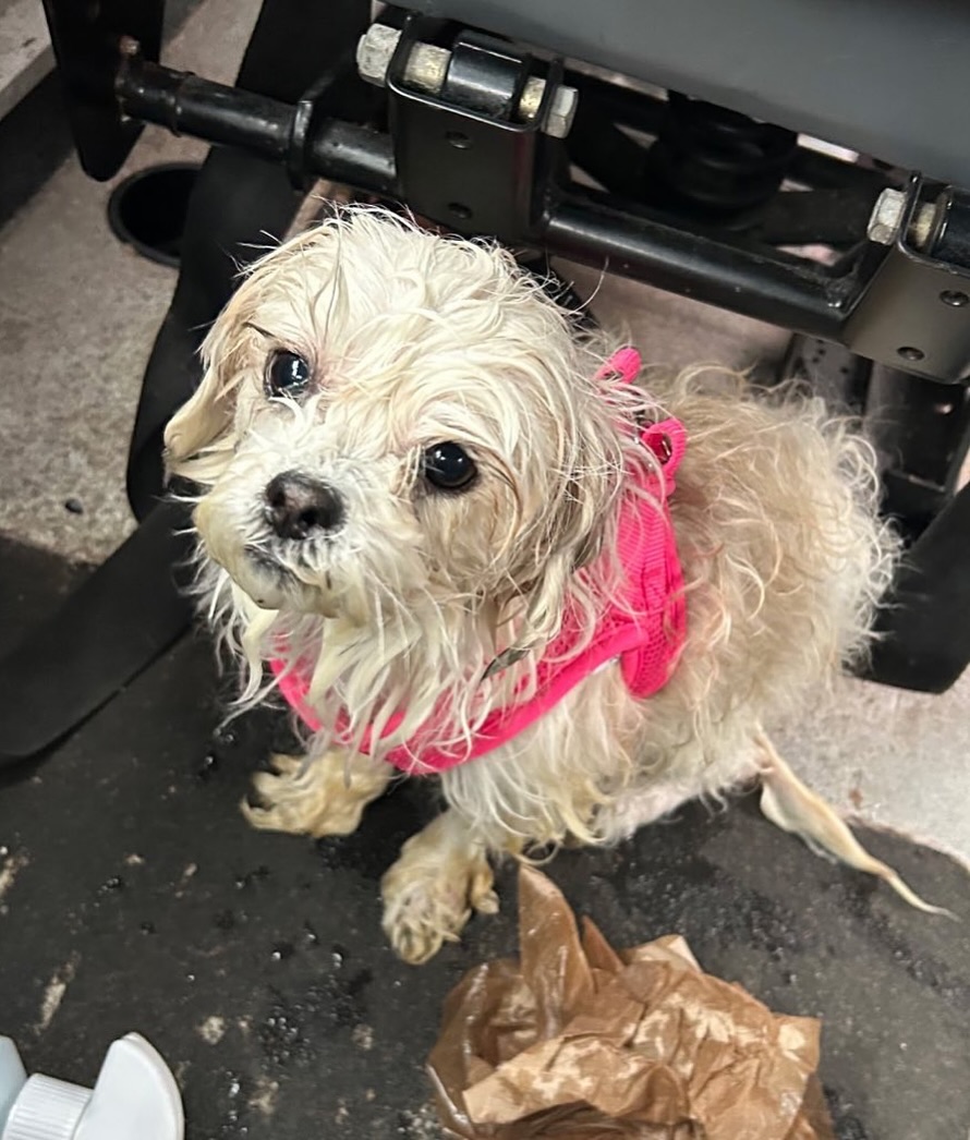 neglected tiny white dog