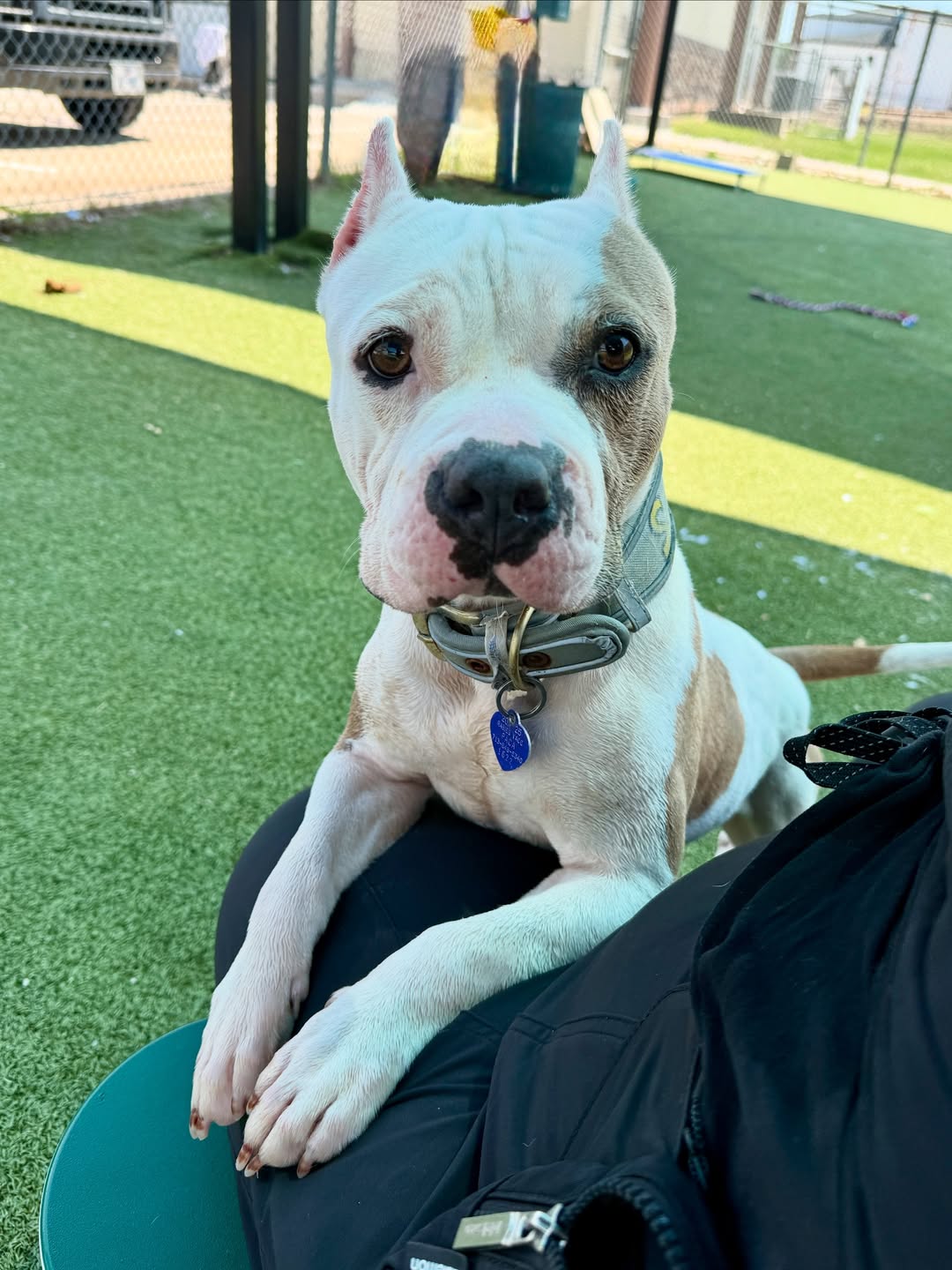 newly adopted dog