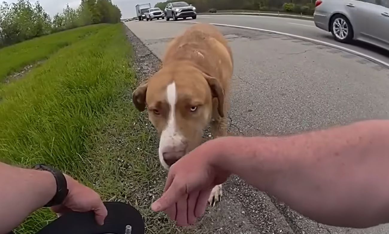officer and stray dog