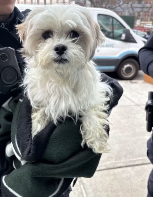 officer holding a dog