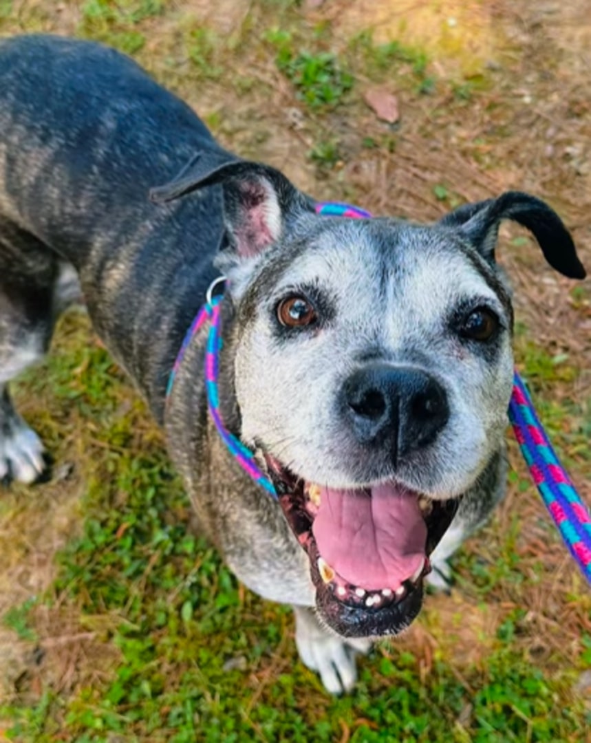 old dog on leash