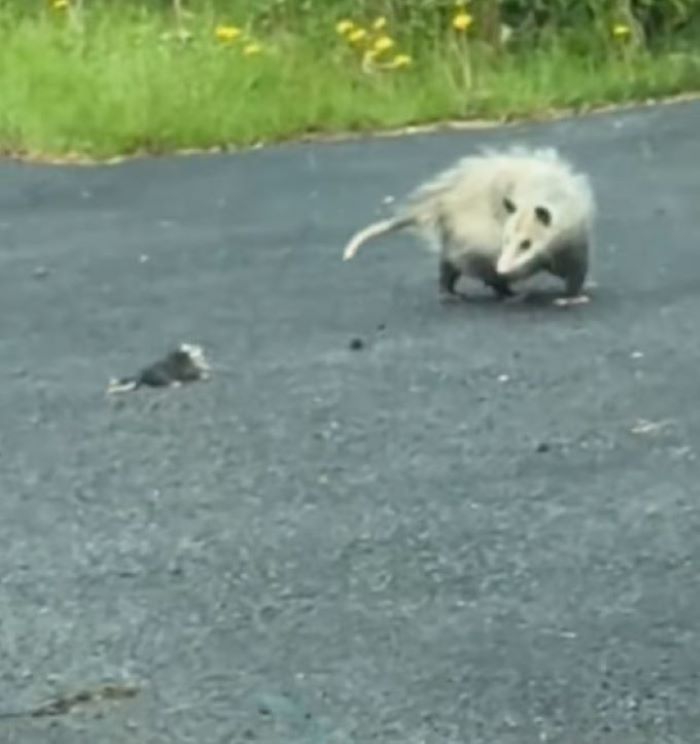 opossums on road