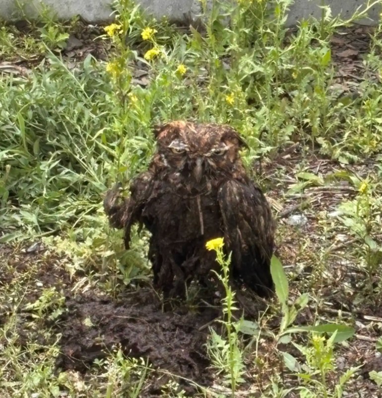 owl in mud