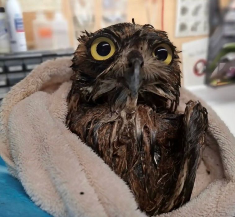 owl in towel
