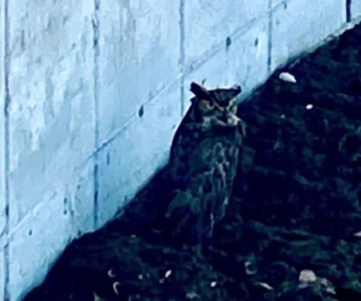 owl on camera